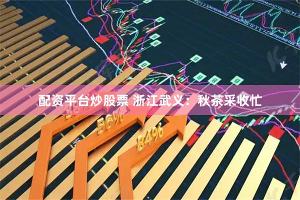 配资平台炒股票 浙江武义：秋茶采收忙